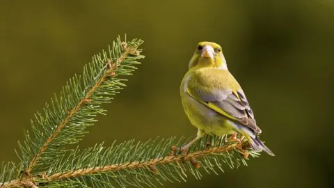 Ben Hall (RSPB) greenfinch