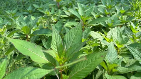 Charlie Stubbs/BBC There is a close up of himalayan balsam. They have green teardrop shaped leaves on a light brown-green stem.