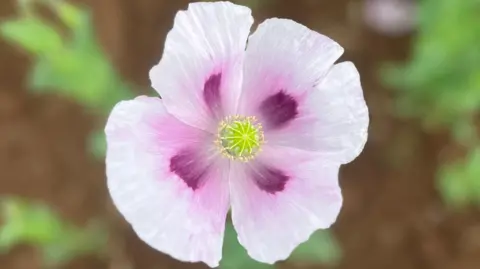 Ludlow Farmshop Closeup of white poppy with purple inside
