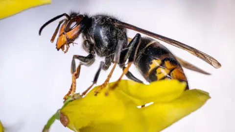 A close-up of an Asian hornet sitting on a yellow petal. It has an orange face, large brown eyes, yellow legs and a black abdomen with yellow stripe.