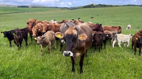 A herd of different coloured cows and calves mostly facing the camera in a small pasture in the Scottish borders.