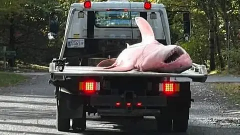 Orleans Police Department Bloodied shark lays on the bed of a tow truck with its mouth open