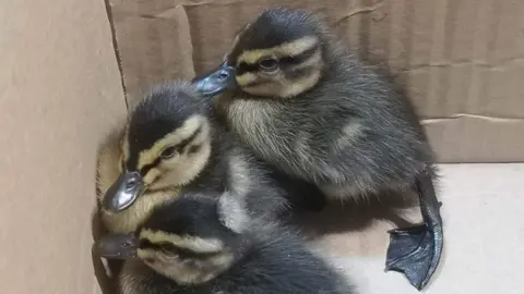 Alderney Animal Welfare Society Ducklings
