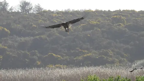 Steve Gantlett/cleybirds.com A white-tailed eagle glides across saltmarsh with its wings spread, with clear blue skies and thick green and yellow gorse in the background