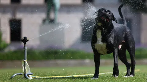 EPA A black dog enjoys getting splashed with water from a grass sprinkler during the hot weather in Parliament Square in London on 19 June 2025.