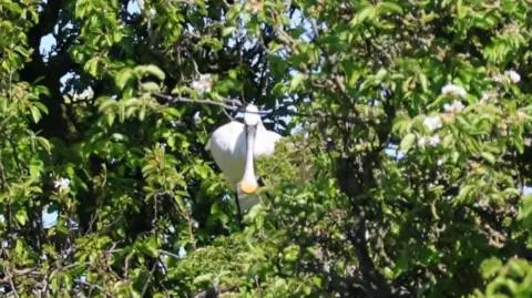 Andrea Molyneaux A spoonbill is perched in the branches of a tree and facing straight towards the camera. It has a long bill with a distinctive yellow tip.