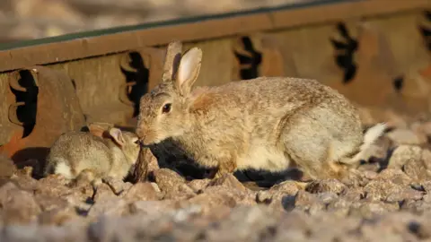 A brown mother rabbit snuggling with a baby rabbit. They are sitting on rocks and appear to be next to a metal railway track.