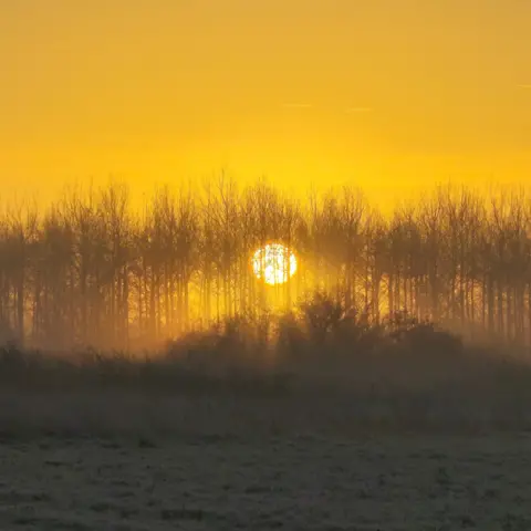 Jamie Kilby A sun rising low on the horizon in a deep yellow sky behind a row of tall thin spindly trees and a frosted field in the foreground