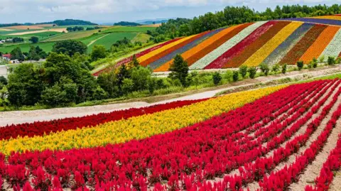 Colorful scenery of the flower garden at Shikisai-no-oka, Biei, Hokkaido, Japan