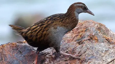 Getty Images A photo of an indigenous Weka