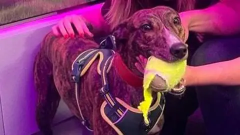 Rescued lurcher puppy Charlier is brindle and white in colour