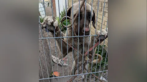 RSPCA An underweight tan-coloured dog with a darker face stands on its hind legs at a wrought-iron gate covered by a more tightly spaced wire mesh. It is in a narrow alley with walls on both sides, and weeds emerging from a messy bare floor. 