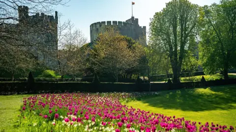 A field of bright pink and white tulips in front of Arundel Castle, which is shrouded behind some trees.