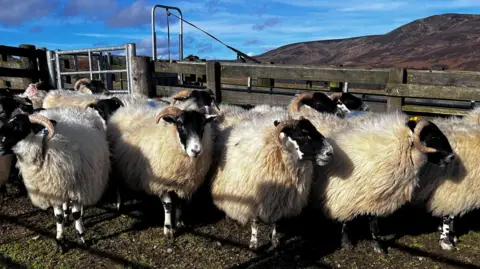 A small flock of black-faced sheep in a pen on a hillside in the Angus glens.