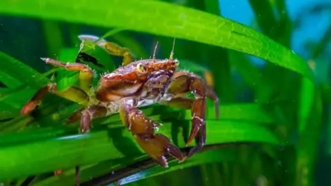 A small orange-coloured shore crab - Carcinus maenas - sat on a blade of seagrass in one of the research sites off the Orkney Islands in Scotland.
