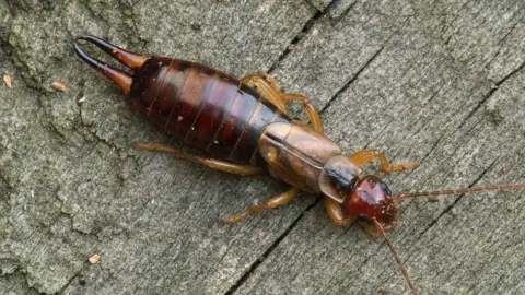 Getty Images A close-up view of an earwig on a rough wooden surface. The insect has a long, narrow, segmented body with a dark reddish‑brown coloration on the abdomen and a lighter brown thorax. The abdomen tapers toward the rear, ending in a pair of prominent, curved pincers, which are a distinctive feature of earwigs. The legs are thin, jointed, and yellowish-brown, positioned on either side of the body. The head is small and darker brown, with visible antennae extending forward. The texture of the wooden background is coarse, with visible grain lines and small cracks.