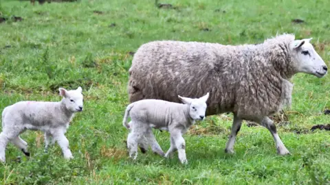 BBC Weather Watchers / Helen Marie A sheep and two lambs are walking through a field. The sheep has a full grey coat. The lambs trailing behind appear to have been recently sheared. The grass is glistening and muddy.