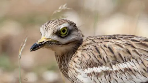 A close-up image of a stone-curlew bird in a field. It looks away from the camera and its feathers are a range of brown, white and black colours. 