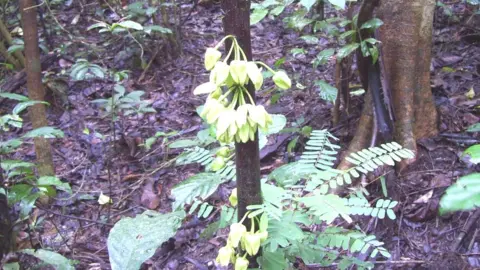 LornaMacKinnon Dicaprio tree