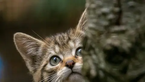 Alyson Houston/RZSS Wildcat kitten