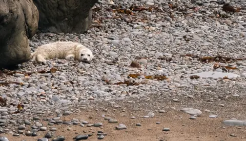 A white seal pup on rocks off New Quay