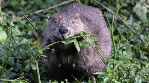 A brown beaver looking directly towards the camera is chomping on vegetation in a rural setting