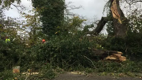 BBC A fallen tree on the Upper Croft road in Holywood, County Down