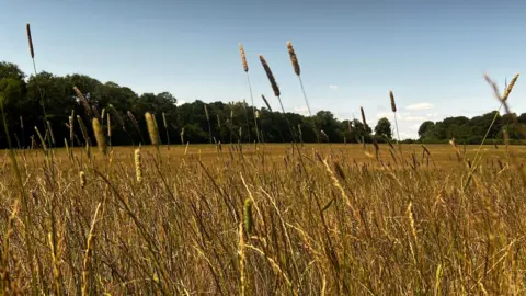 Close up of long yellow grass strands, with trees and a blue sky in the background.