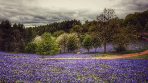 Bluebells on Clent Hills