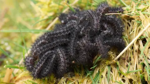 Vaughn Matthews Welsh fritillary larvae