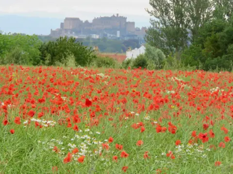 Donald Anderson A view of lots of red poppies in a field bordered by trees. Edinburgh Castle can be seen in the distance as well as other buildings down below.