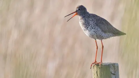 Barry Yates a redshank wetland bird sitting on a fence post