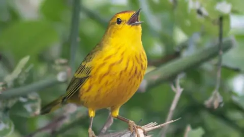 Alpher Yelimlies A Galapagos yellow warblers is pictured singing while resting on a branch. It is a bright yellow colour with some green features on its wings and it has a darker coloured beak. 