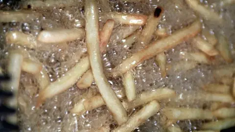 Getty Images chip fat fryer