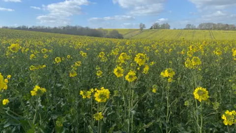 WeatherWatchers/Naddervalley Fields of rapeseed crops seen across an undulating rural landscape near Chilmark.