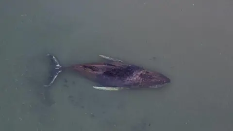 A whale (file pic)