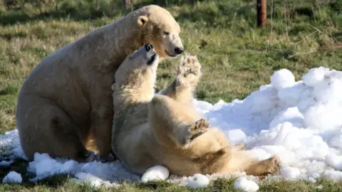 PA Polar bear at Yorkshire Wildlife Park