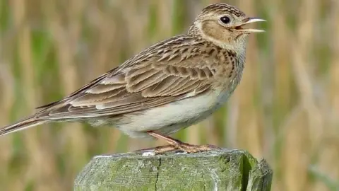 Warwick District Council  Skylark