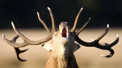 A stag deer with large antlers appears to be howling with its mouth open and head tilted upwards