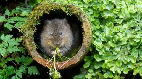 A grey water vole, which looks like a mouse, is chewing on a piece of green plant while inside a rusty pipe which is covered in moss. It is surrounded by vegetation.