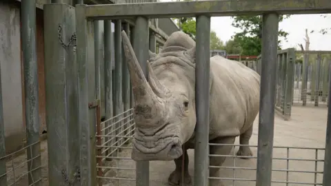 BBC/Kevin Church Zanta the rhino