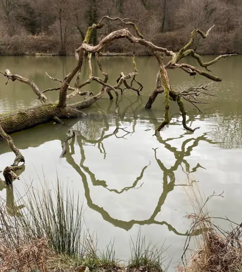 Karen Williams Tree branch reflected in water