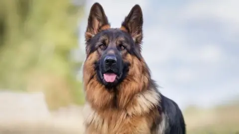Getty Images A German Shepherd looking at the camera, with a brown and black coat. Its tongue is sticking out of its mouth and its dark brown ears are sticking up. There is a blurred outdoor background behind.