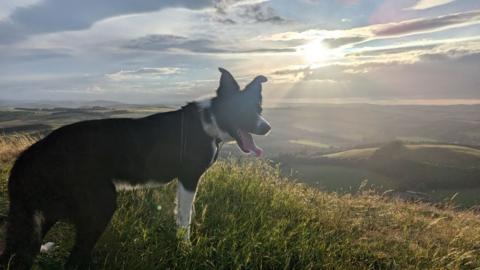 Dog on hill 