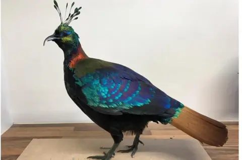 Emilie Woodford Himalayan monal pheasant