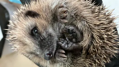 Rachel Thomas Hedgehog curled up and looking at the camera.