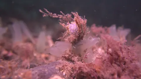 Howard Wood/Coast A soft bodied nudibranch feeding on translucent hydroids which are related to jellyfish