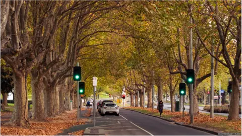 ACanvasOfLIght/Flickr Avenue of trees, Melbourne, Australia (Image: Canvas of Light/Flickr)