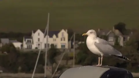 BBC Herring gull