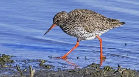 Getty Images A redshank bird wading a shallow water near a muddy shore